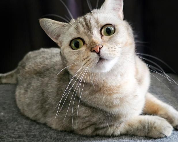 Почему кошка орет по ночам и что с этим делать: секреты кошачьего поведения