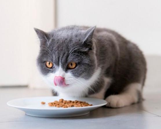 Опасен ли сухой корм для кошек